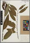 Foto von Salix alba L. x Salix fragilis L.